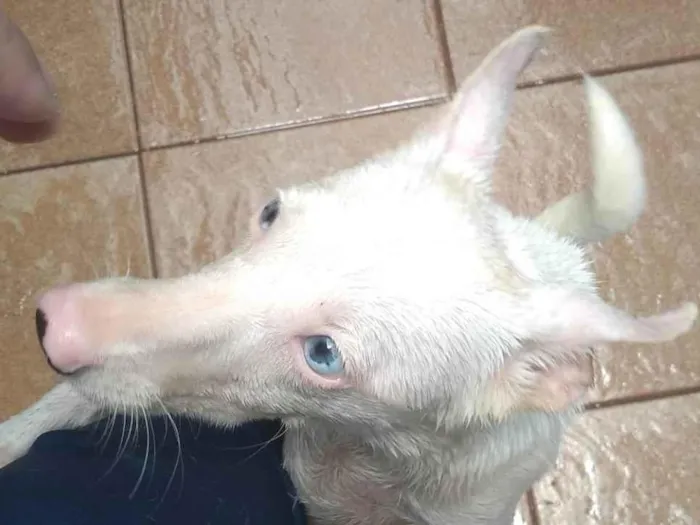 Cachorro ra a SRD-ViraLata idade 1 ano nome Maya 