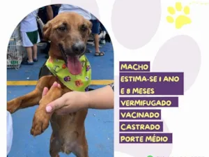 Cachorro raça SRD-ViraLata idade 1 ano nome Ferrugem