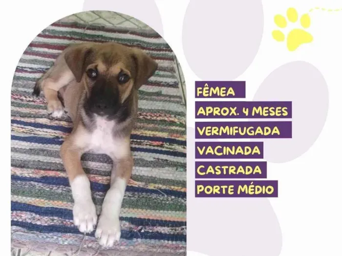 Cachorro ra a SRD-ViraLata idade 2 a 6 meses nome Moana