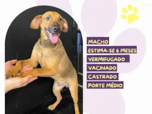 Cachorro raça SRD-ViraLata idade 2 a 6 meses nome Gustavo