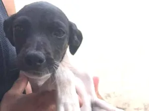 Cachorro raça SRD-ViraLata idade 2 a 6 meses nome Menininho 