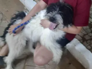 Cachorro raça SRD-ViraLata idade 7 a 11 meses nome Apolo e quiara