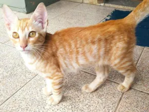 Gato raça SRD-ViraLata idade 2 a 6 meses nome Tigrinho