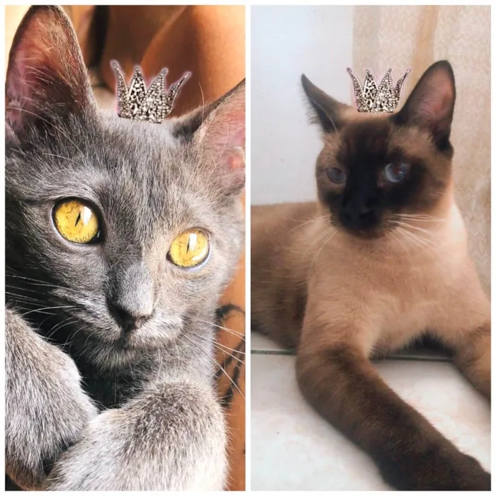 Gato ra a SRD-ViraLata idade 7 a 11 meses nome Afonso e Ravena bbs 8meses lindos 