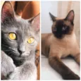 Afonso e Ravena bbs 8meses lindos