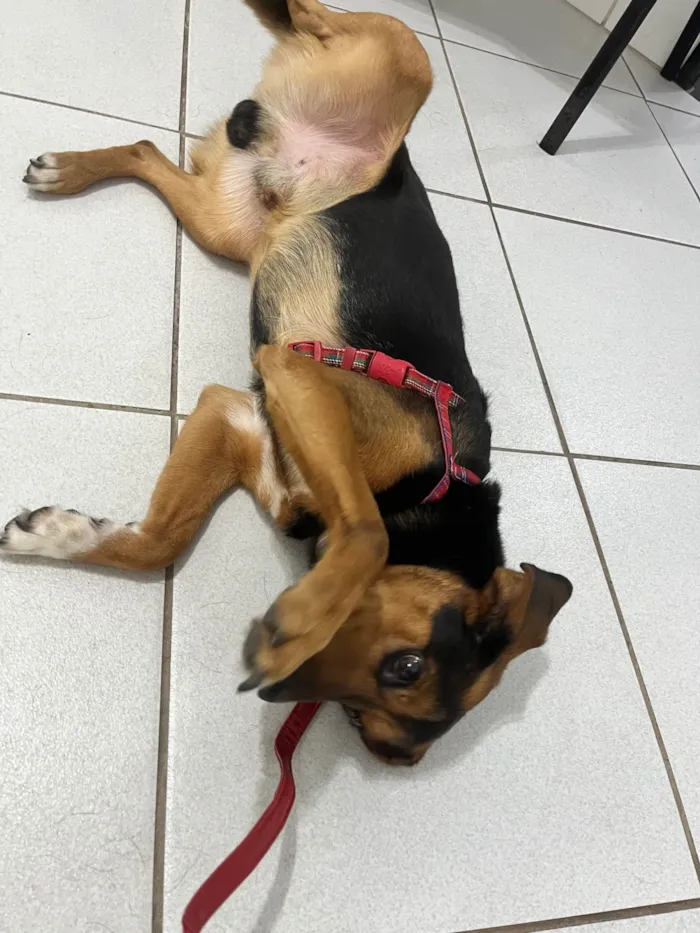 Cachorro ra a SRD-ViraLata idade 2 anos nome Sem nome