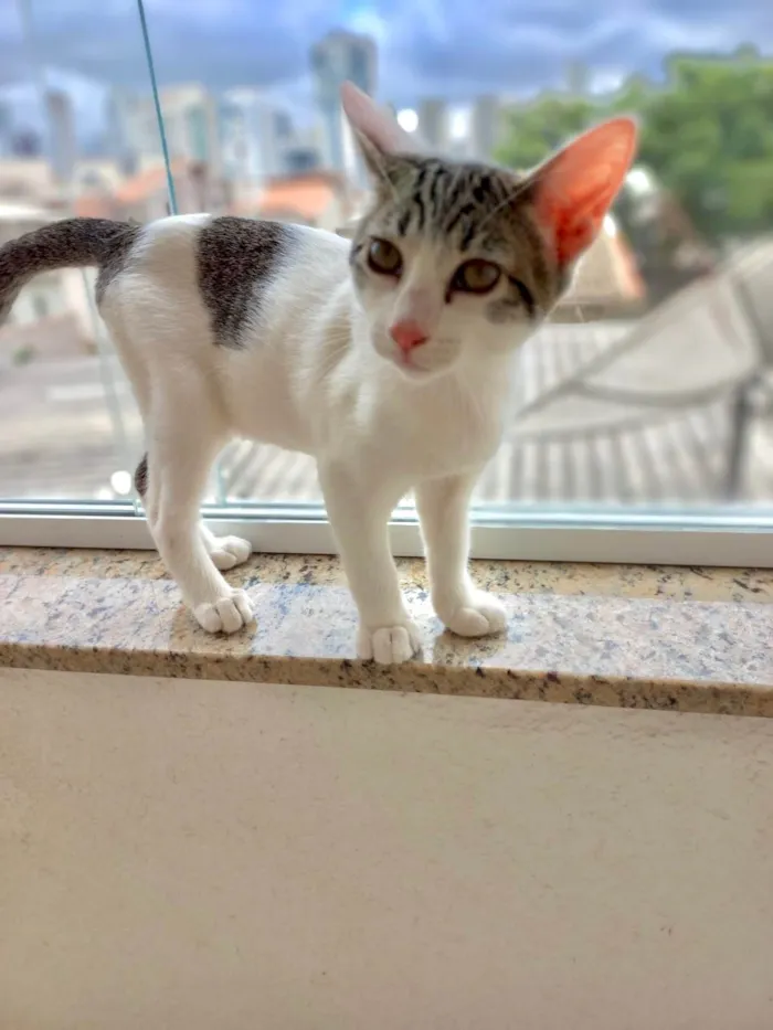 Gato ra a SRD-ViraLata idade 2 a 6 meses nome Paçoca bb2meses lindo