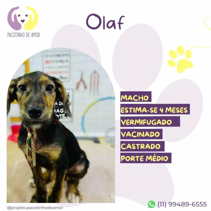 Cachorro ra a SRD-ViraLata idade 2 a 6 meses nome Olaf