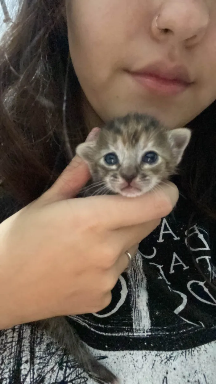 Gato ra a SRD-ViraLata idade Abaixo de 2 meses nome Gatos filhotes