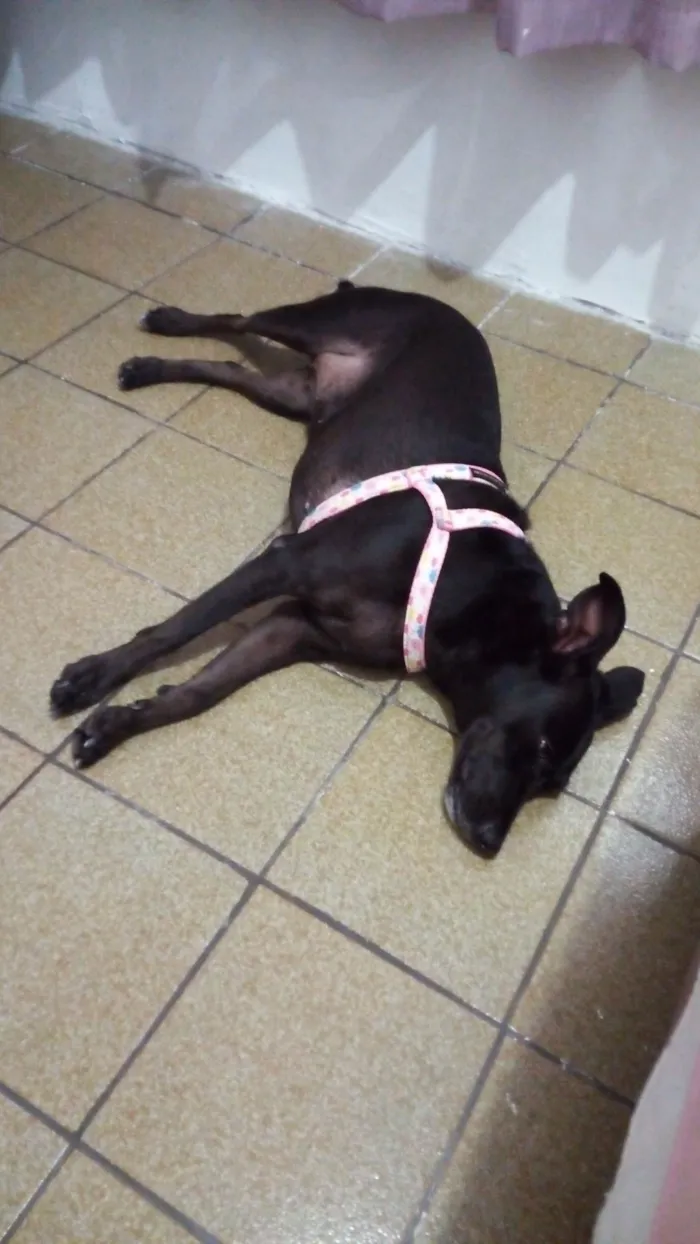 Cachorro ra a SRD-ViraLata idade 5 anos nome Pandora 