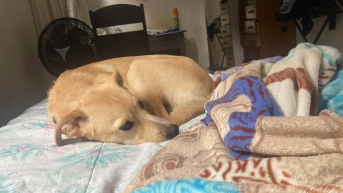 Cachorro ra a SRD-ViraLata idade 2 a 6 meses nome Noah 