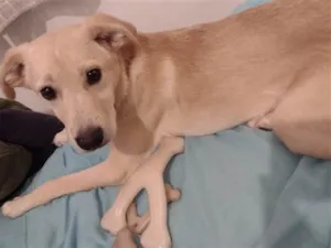 Cachorro raça SRD-ViraLata idade 2 a 6 meses nome Noah 