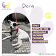 Dora