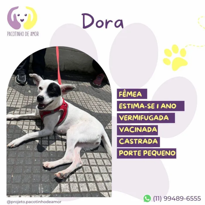 Cachorro ra a SRD-ViraLata idade 1 ano nome Dora