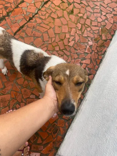 Cachorro raça SRD-ViraLata idade 7 a 11 meses nome Pandora