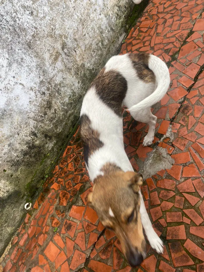 Cachorro ra a SRD-ViraLata idade 7 a 11 meses nome Pandora