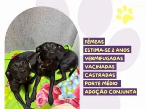 Cachorro raça SRD-ViraLata idade 2 anos nome Pepe e nenem