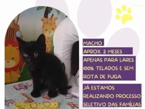 Gato raça SRD-ViraLata idade 2 a 6 meses nome Dicky