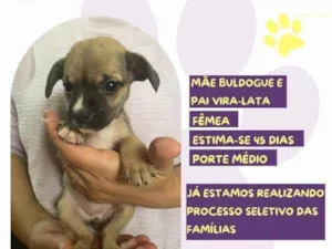 Cachorro raça SRD-ViraLata idade 2 a 6 meses nome Heather