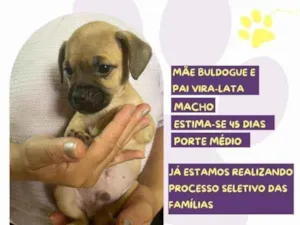 Cachorro raça SRD-ViraLata idade 2 a 6 meses nome Marcus