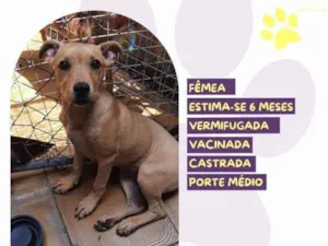 Cachorro raça SRD-ViraLata idade 2 a 6 meses nome Melissa