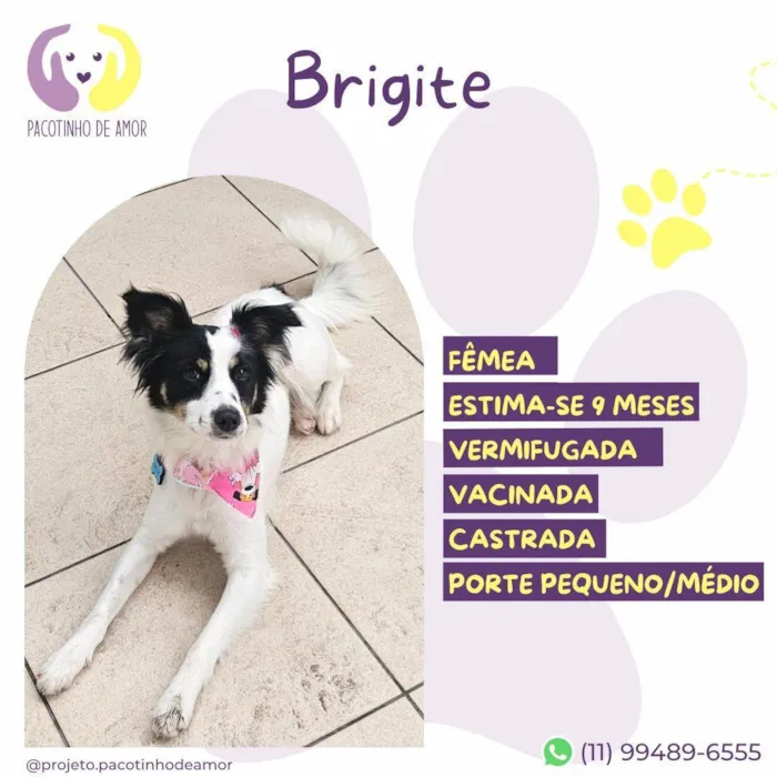 Cachorro ra a SRD-ViraLata idade 7 a 11 meses nome Brigitte
