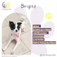 Brigitte