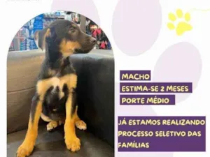 Cachorro raça SRD-ViraLata idade 2 a 6 meses nome Gael