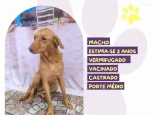 Cachorro raça SRD-ViraLata idade 2 anos nome Principe