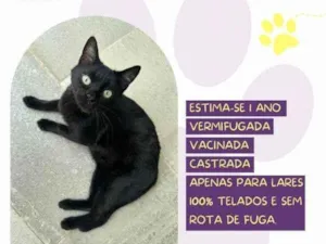 Gato raça SRD-ViraLata idade 1 ano nome Lili