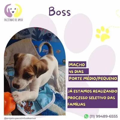 Cachorro raça SRD-ViraLata idade 2 a 6 meses nome Boss