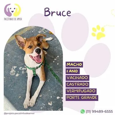 Cachorro raça SRD-ViraLata idade 1 ano nome Bruce