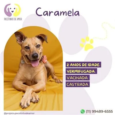 Cachorro raça SRD-ViraLata idade 2 anos nome Caramela