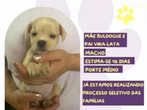 Cachorro raça SRD-ViraLata idade 2 a 6 meses nome Latrell