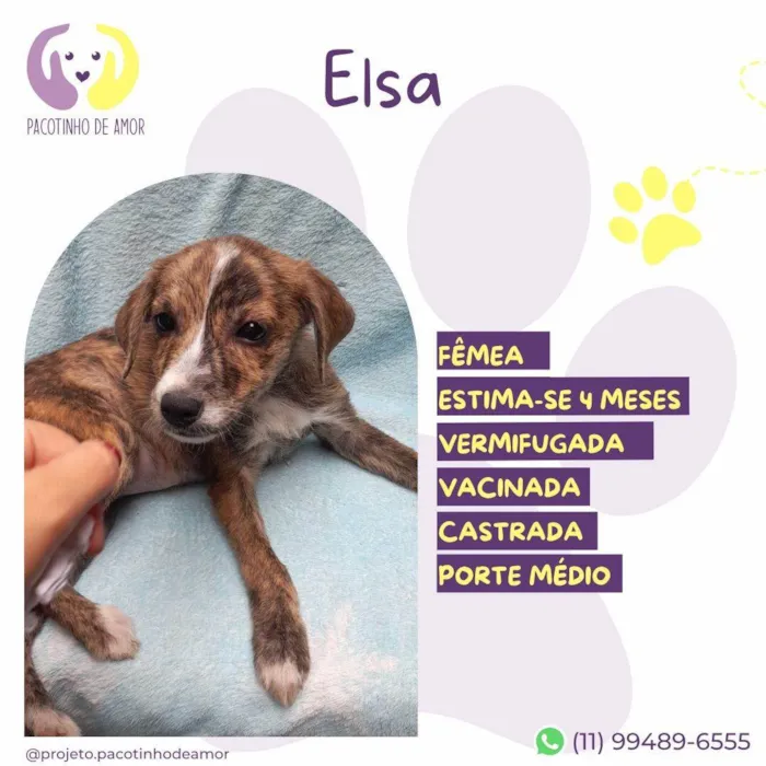 Cachorro ra a SRD-ViraLata idade 2 a 6 meses nome Elsa