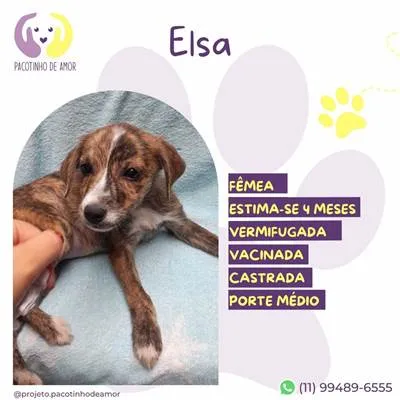 Cachorro raça SRD-ViraLata idade 2 a 6 meses nome Elsa