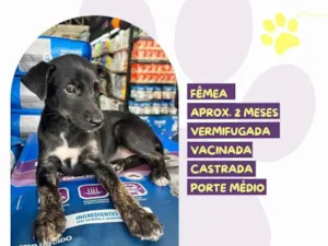 Cachorro raça SRD-ViraLata idade 2 a 6 meses nome Suzi