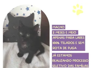 Gato raça SRD-ViraLata idade 2 a 6 meses nome Daryl