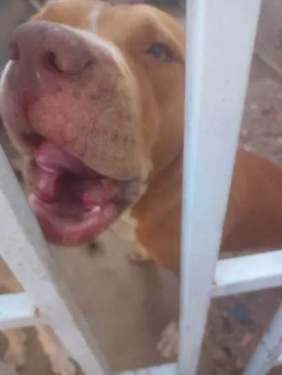 Cachorro raça Pit-Bull idade 3 anos nome Mel