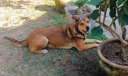 Cachorro raça SRD-ViraLata idade 4 anos nome Marley 