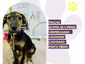 Cachorro raça SRD-ViraLata idade 2 a 6 meses nome Olaf