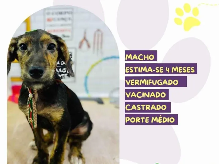 Cachorro ra a SRD-ViraLata idade 2 a 6 meses nome Olaf