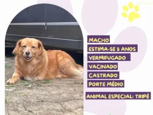 Cachorro raça SRD-ViraLata idade 5 anos nome Perninha