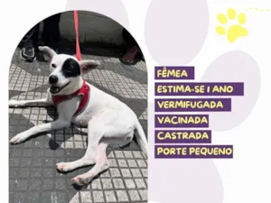 Cachorro raça SRD-ViraLata idade 1 ano nome Dora