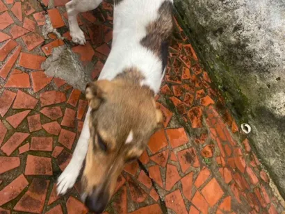 Cachorro raça SRD-ViraLata idade 7 a 11 meses nome Pandora