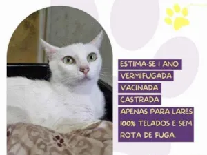 Gato raça SRD-ViraLata idade 1 ano nome Perola