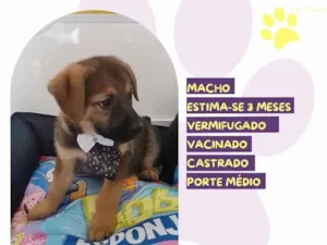 Cachorro raça SRD-ViraLata idade 2 a 6 meses nome Kevin