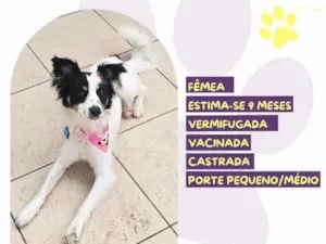 Cachorro raça SRD-ViraLata idade 7 a 11 meses nome Brigitte