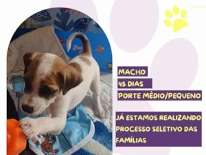 Cachorro raça SRD-ViraLata idade 2 a 6 meses nome Boss