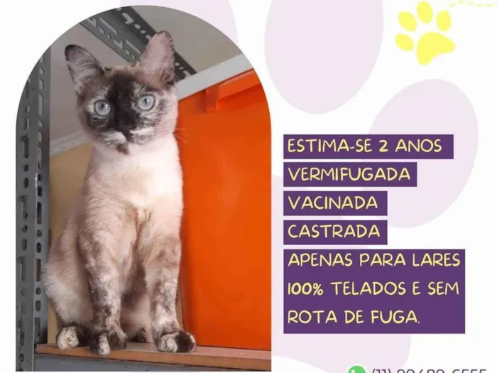 Gato ra a SRD-ViraLata idade 2 anos nome Bruna